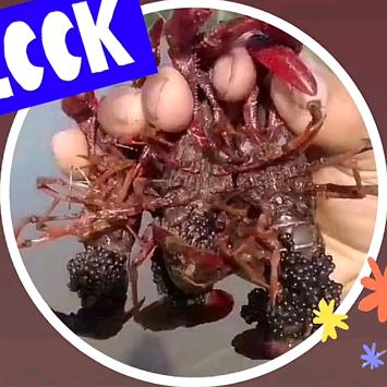 丰满塘龙虾养殖