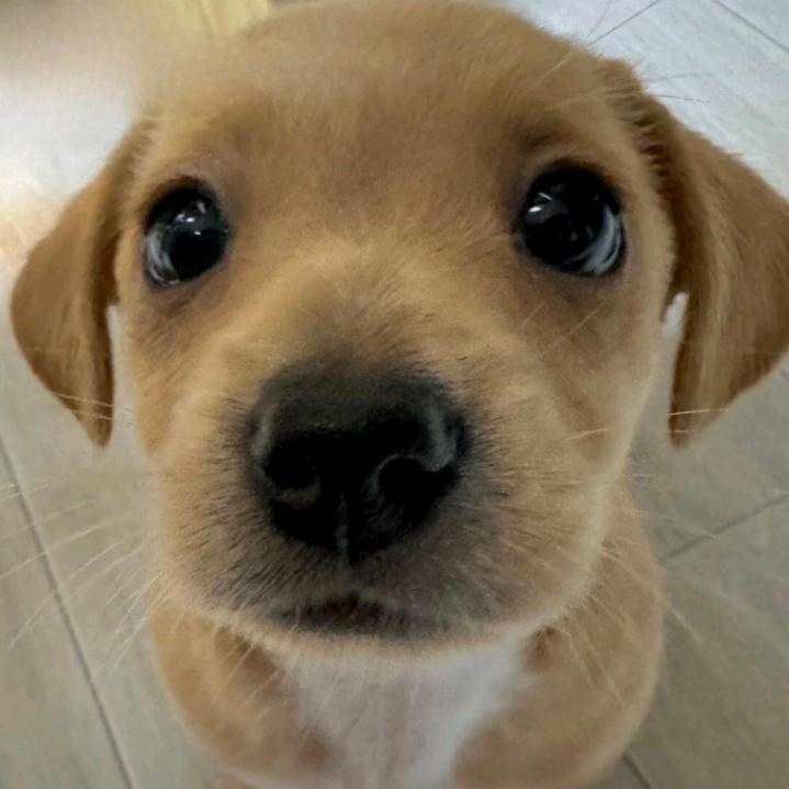 超级炸弹旋风子弹头