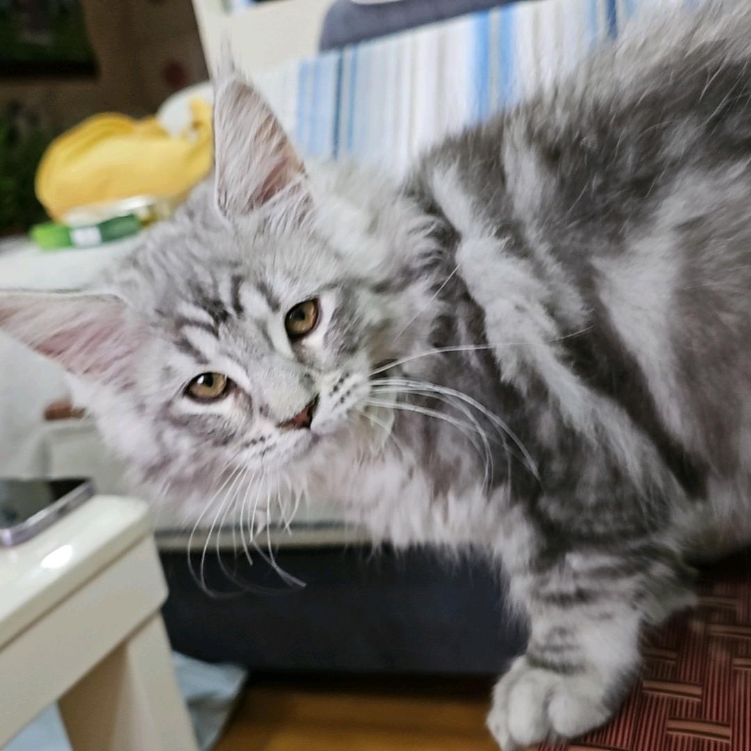 胖皮