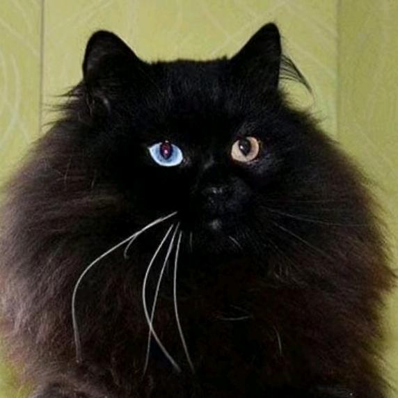纯种狮子猫鉴定（临清狮子猫繁育）猫舍