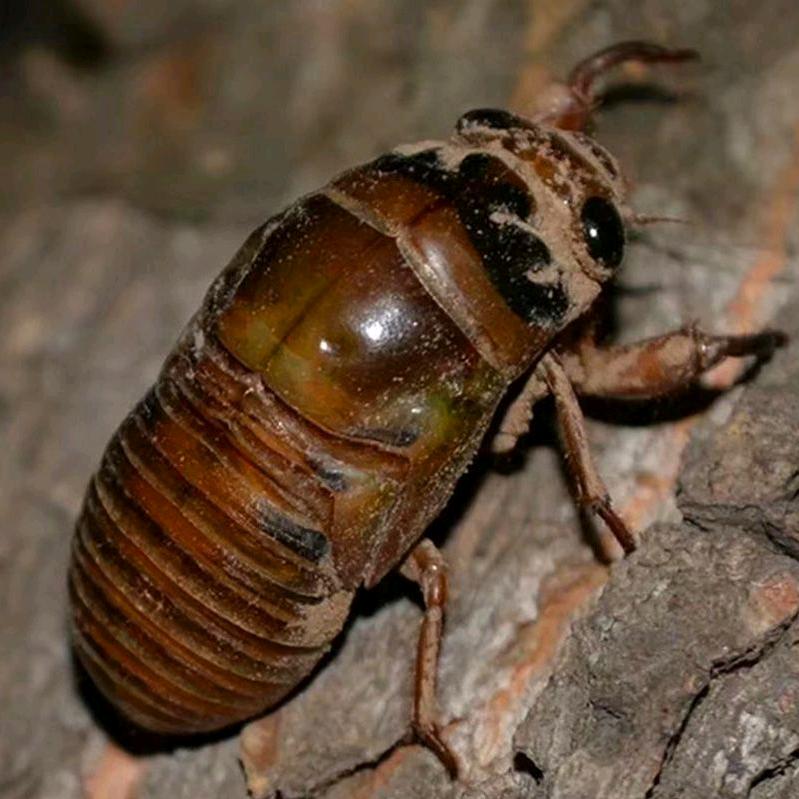 陕西金蝉知了猴(蒲城)