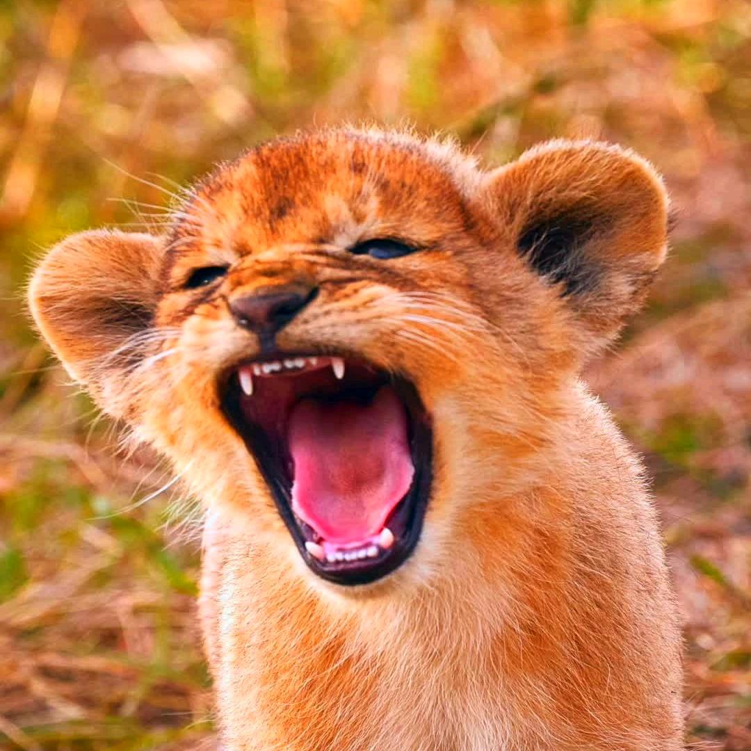 🦁别惹我我可是奶凶幼狮子🦁