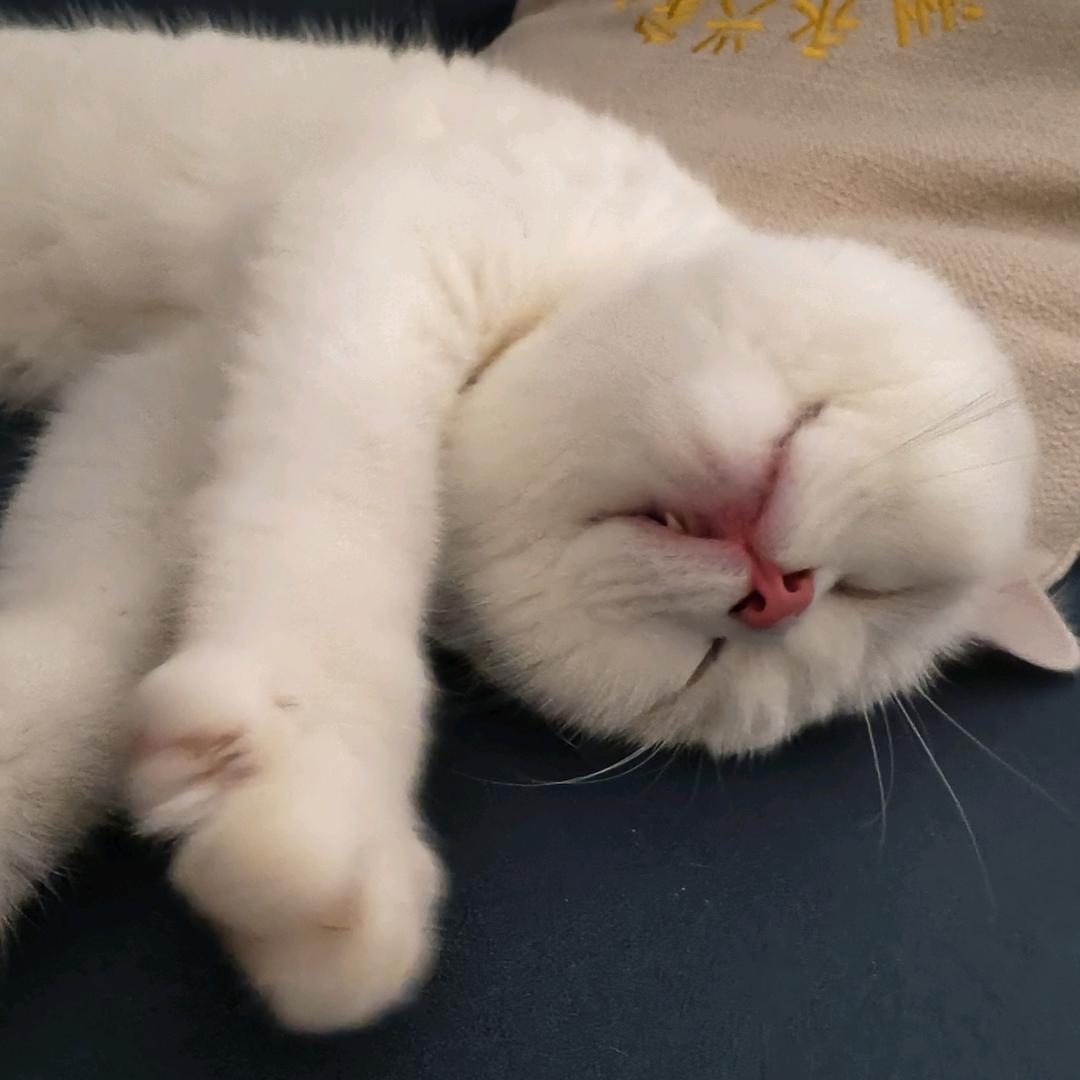 癫癫包