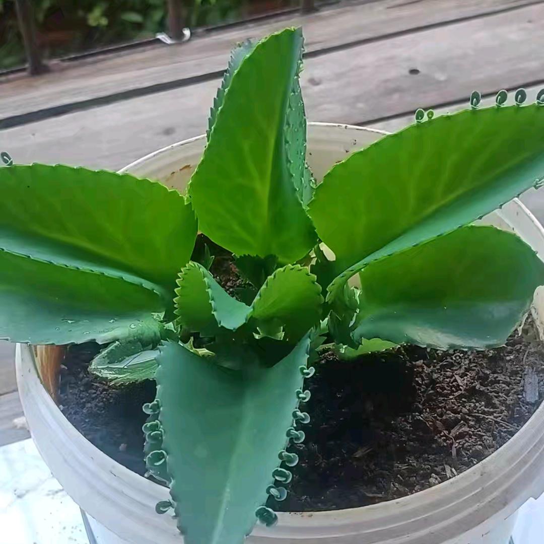 一生有李！