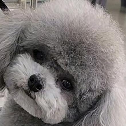 毛孩子宠物美容