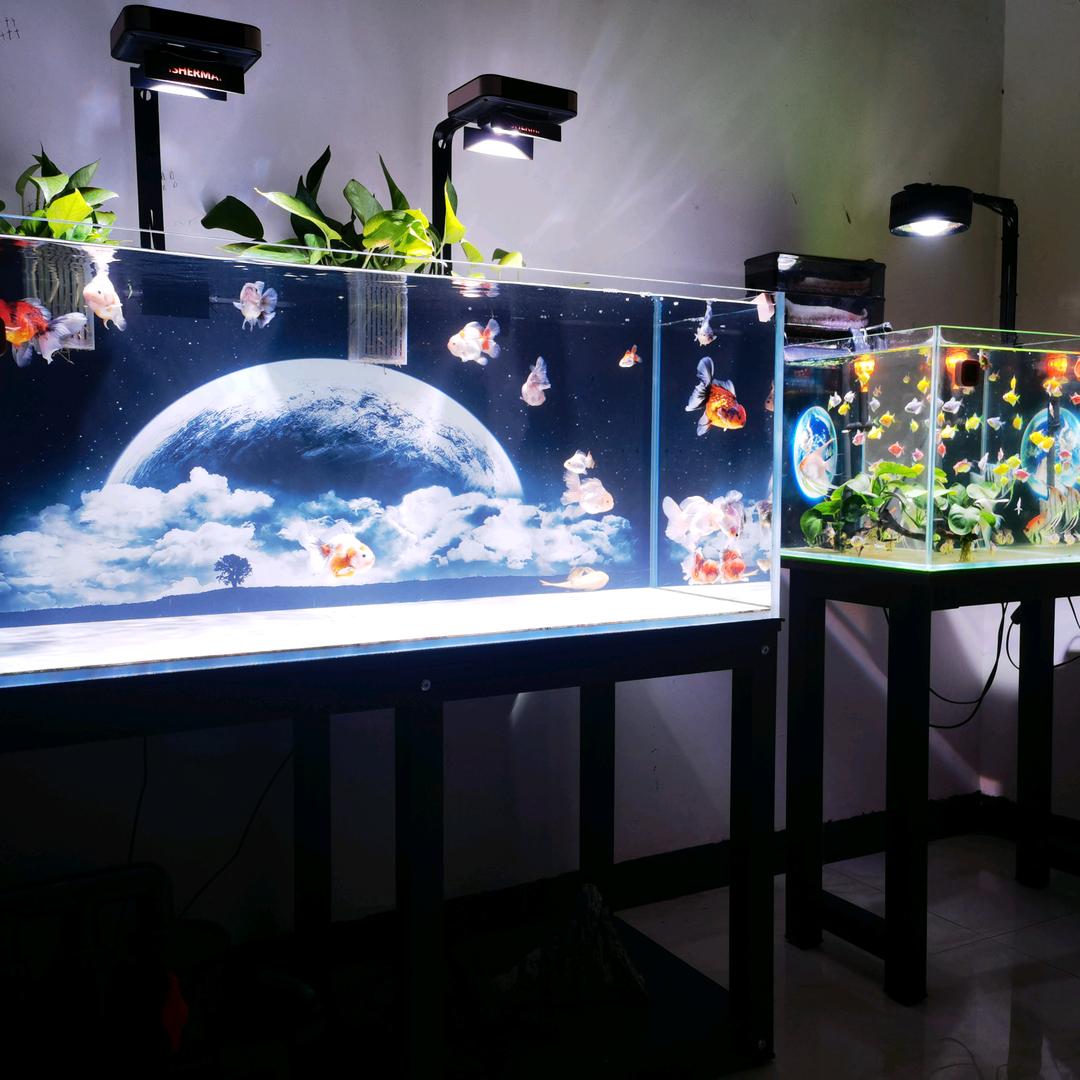  🤪 ᭄鱼生请多指教