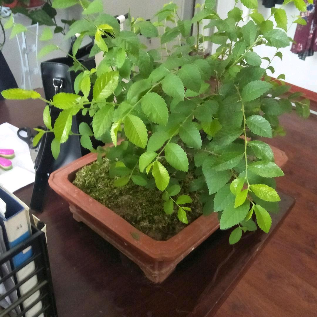 今天的太阳🌞明天会更好