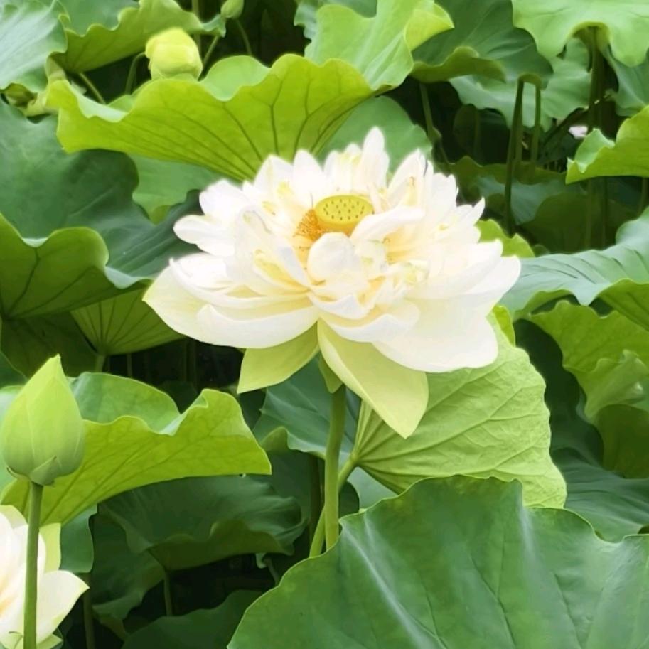 梧桐树上结梧桐