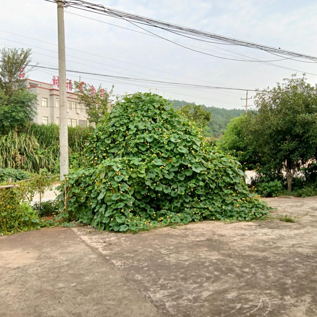 好水（每晚七点直播）