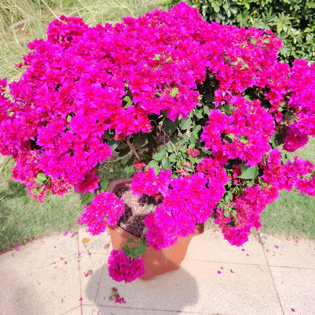 🍒《如沐清风》🍒