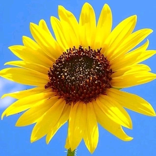 落叶知秋(谢绝连赞)