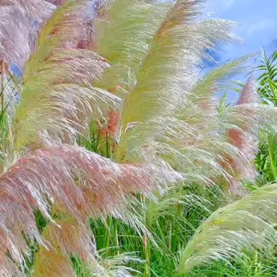 思念
