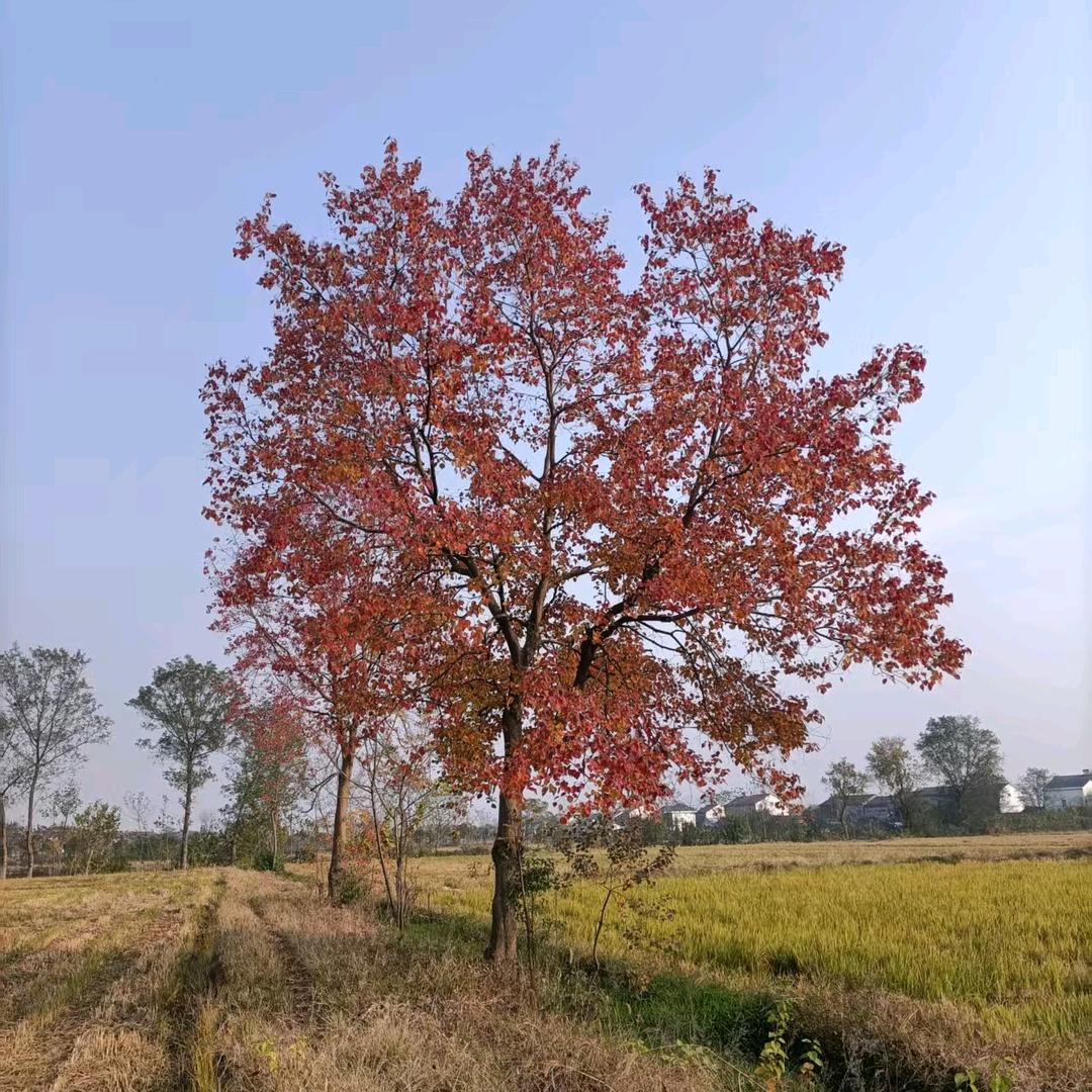 湖北志诚绿化～媛媛