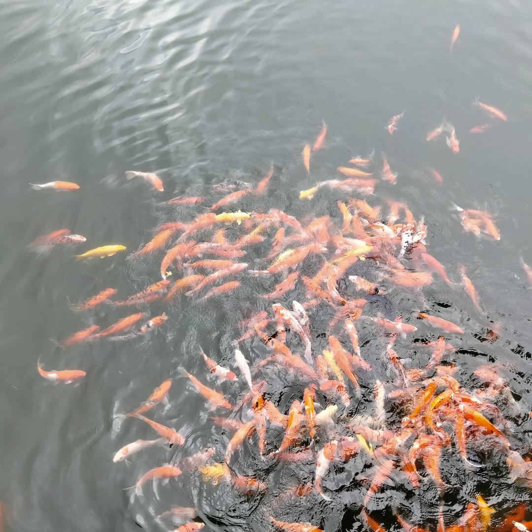 蒋艳明