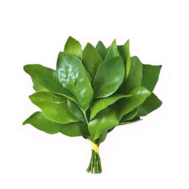 香菜泡饭🍀🔮