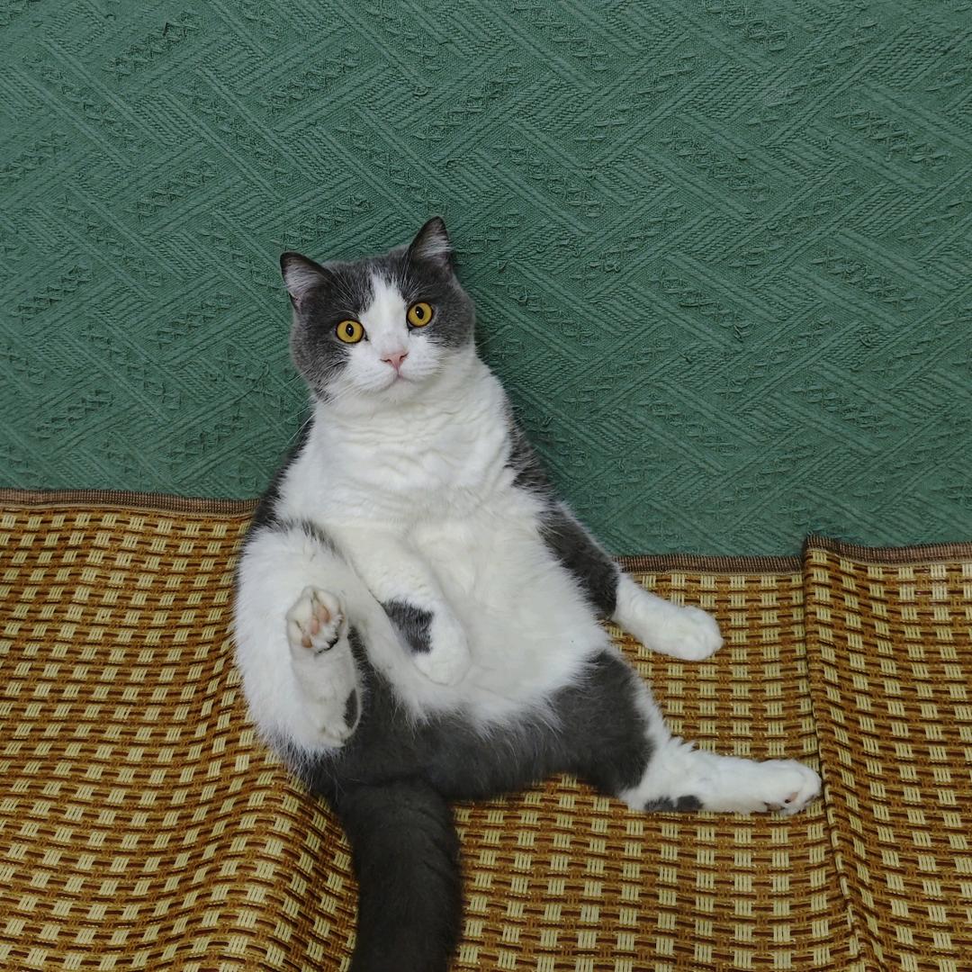 啪啦喵