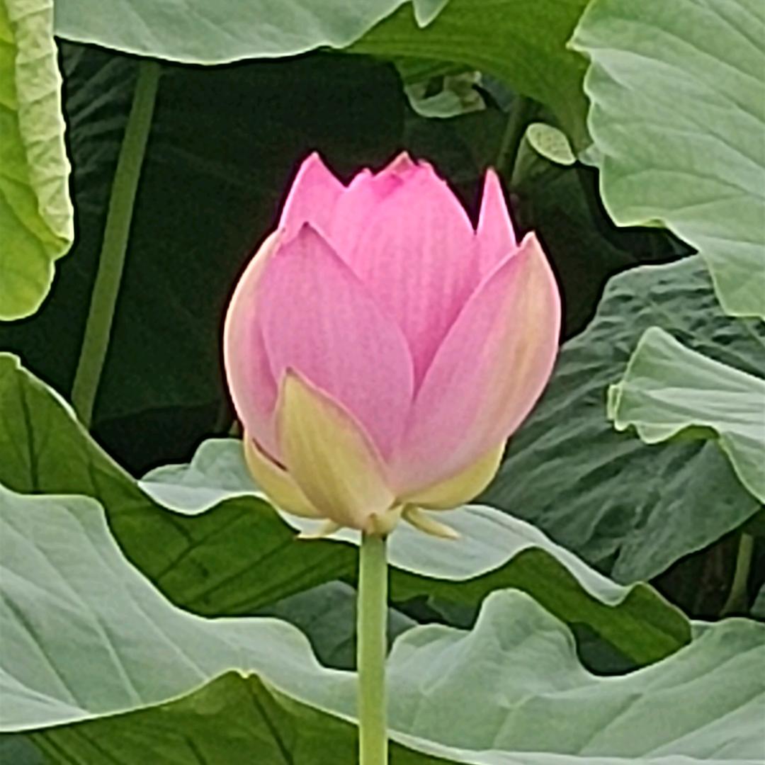 ꧁༺🌹Min敏🌹༻꧂