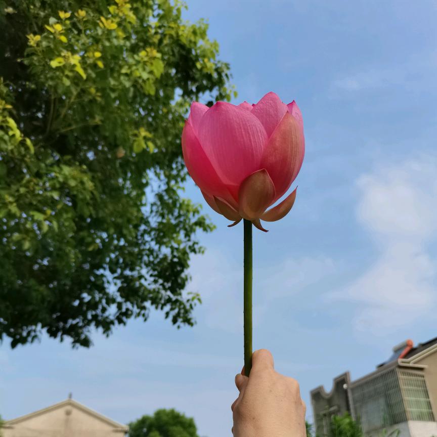 小辣椒