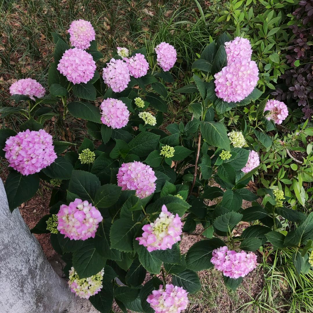 吴芝芝