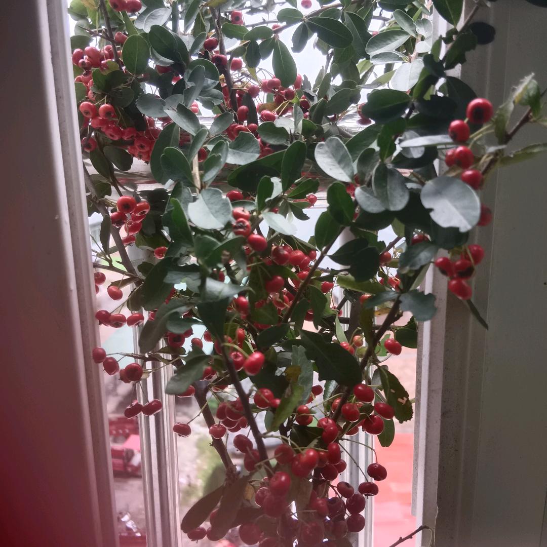 郭四妹，护工姐姐，