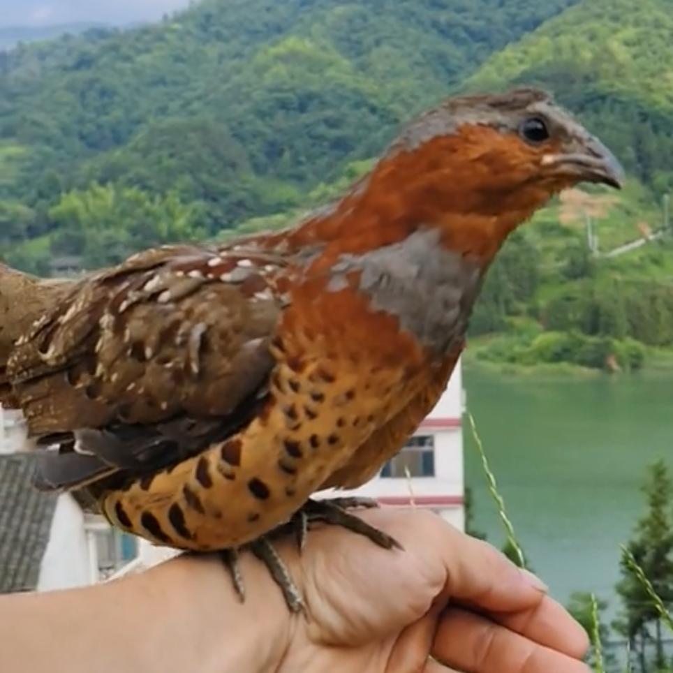 竹十八