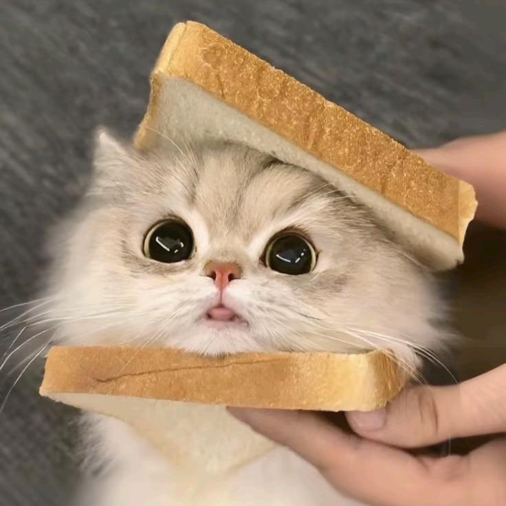 白蔹✧♡