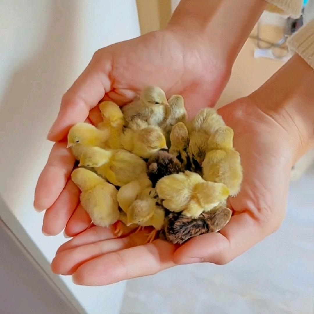 芦丁鸡百货——Y先生