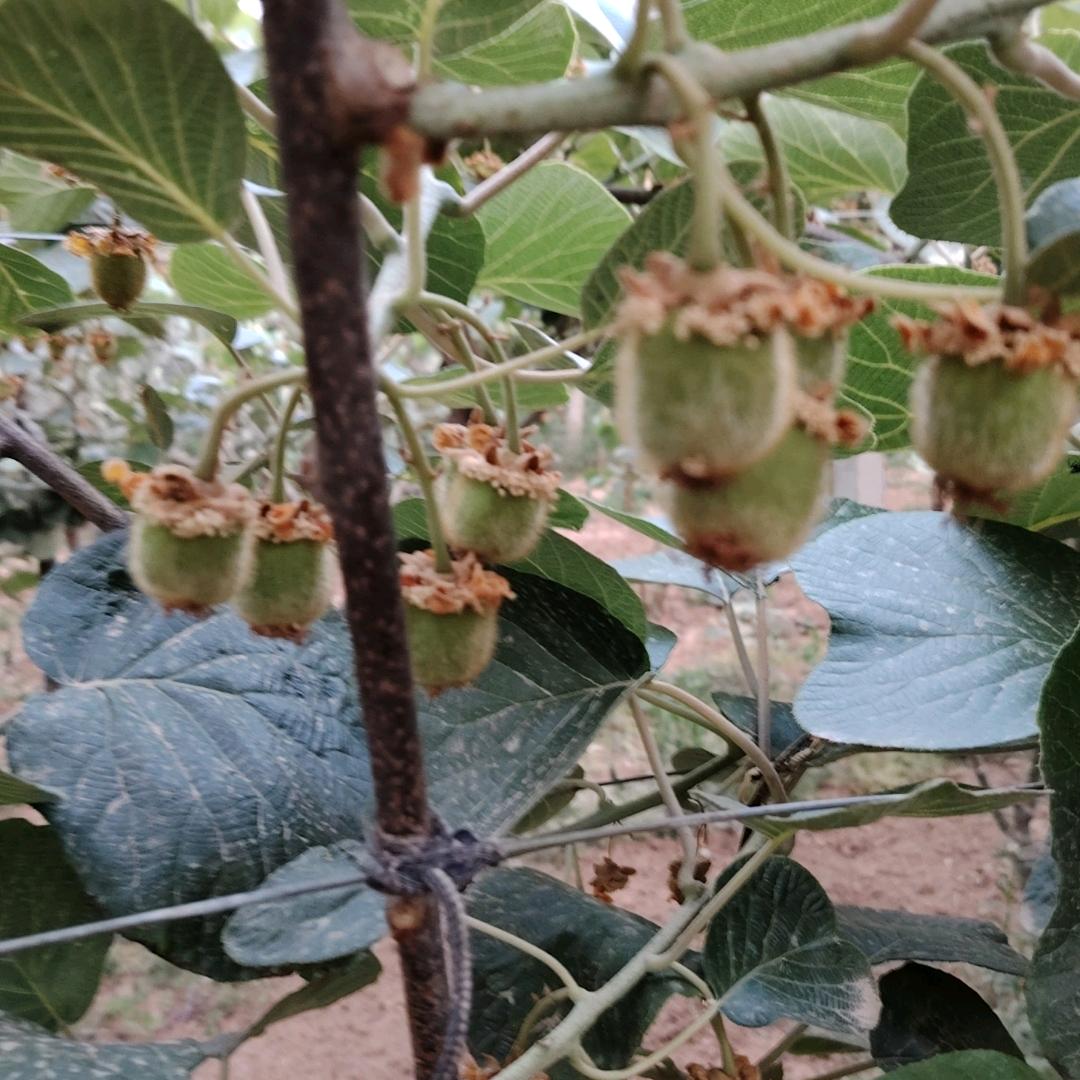 媛媛猕猴桃（自家果园种植）