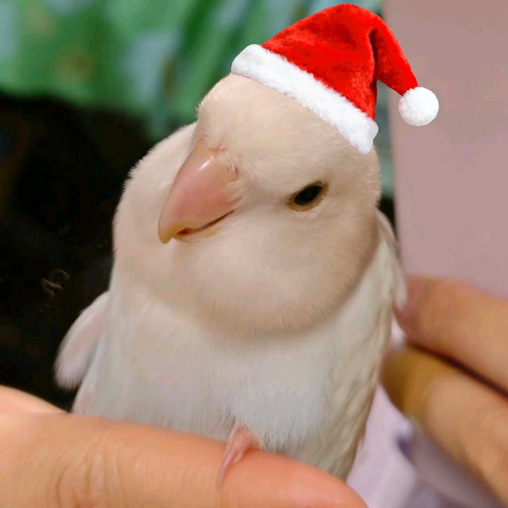 小鸡了不起🐥ᵛᵛ🔯·〄