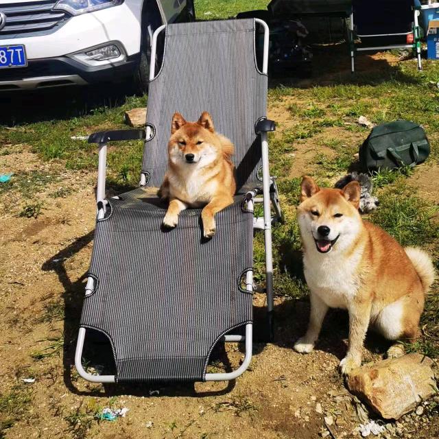 柴犬路路通