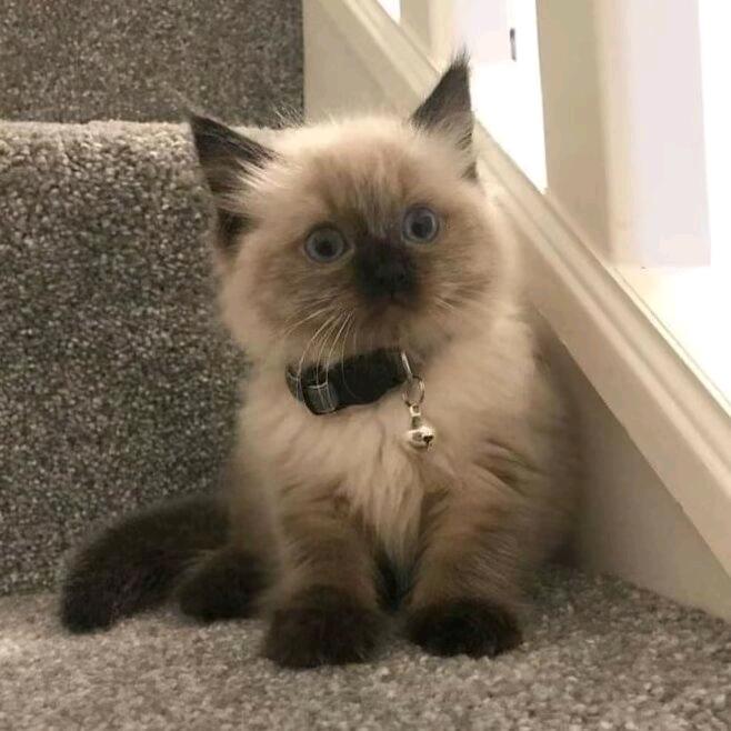 桃源小猫钓鱼