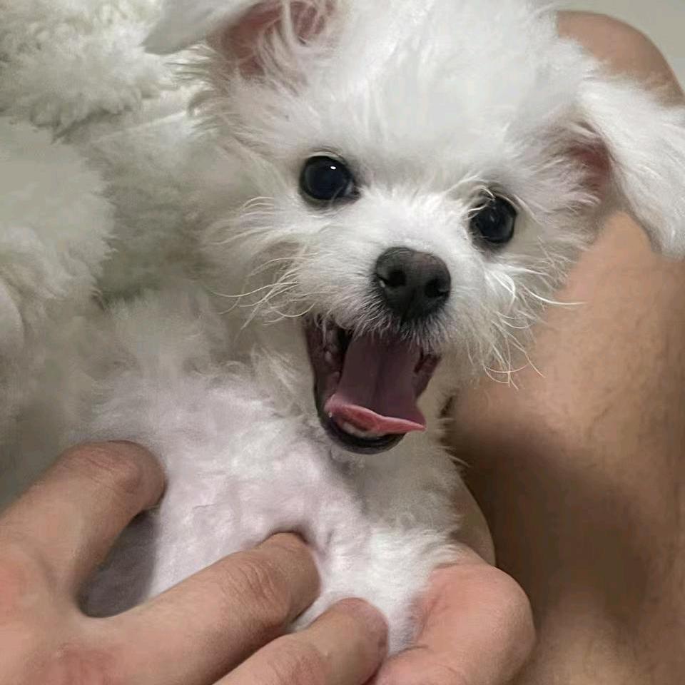 两只狗宝的快乐日常