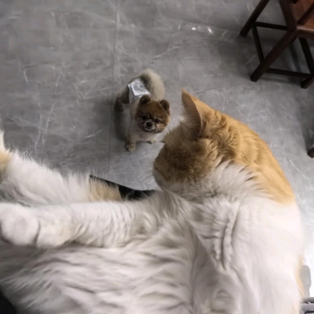 水瓶装蒜