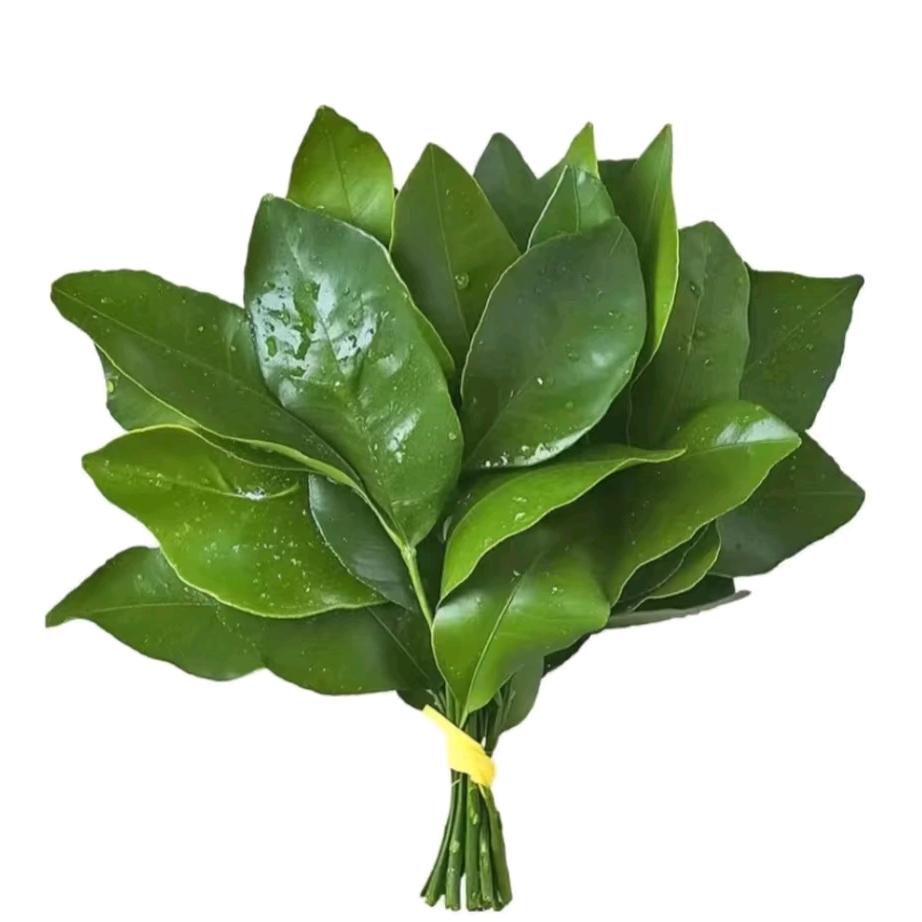 我爱吃油茶🍊（见过 xg 版）