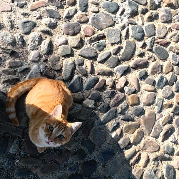 冰糖葫芦五加皮