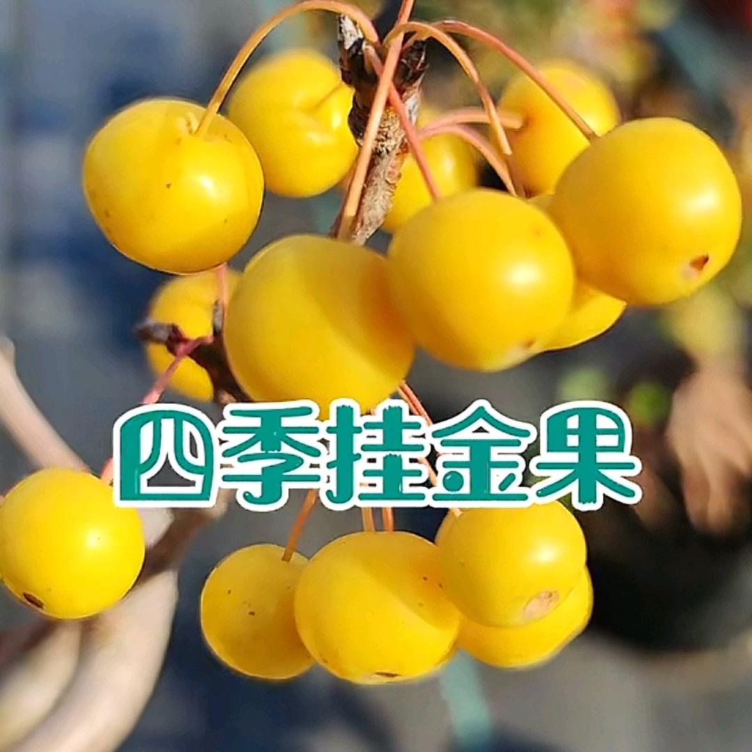 微景棠