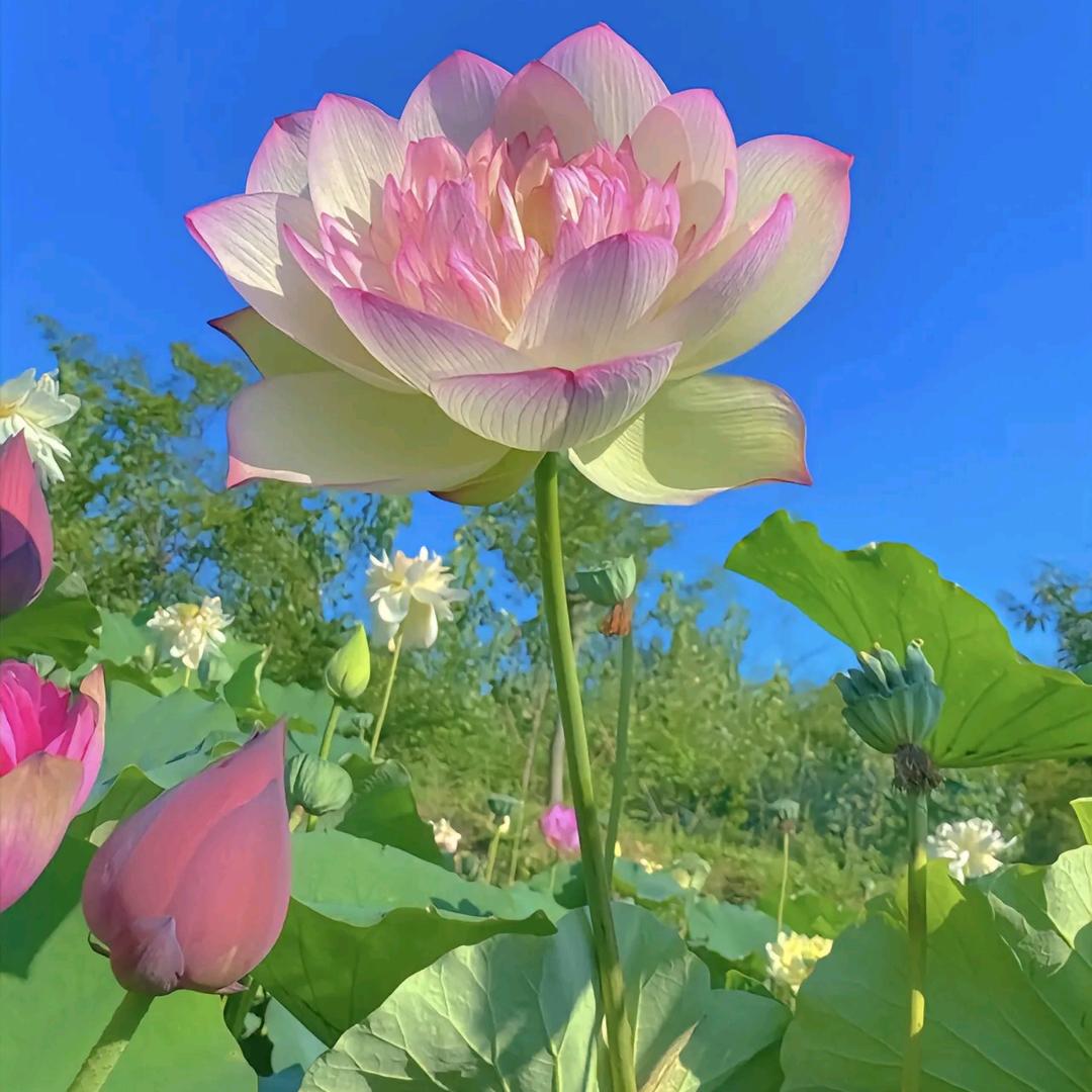 花非花