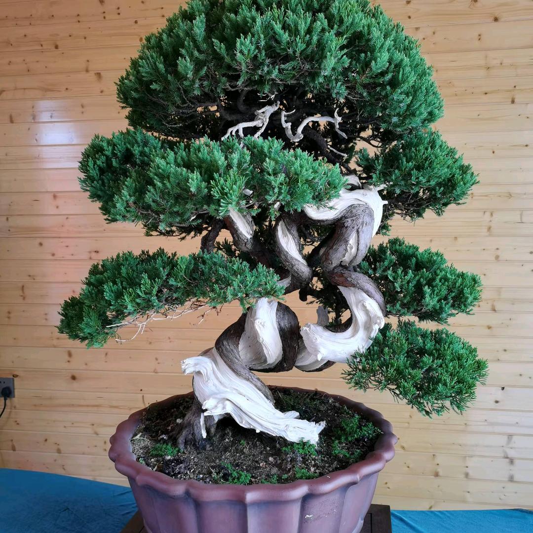 探春闲·衡阳盆景协会基地