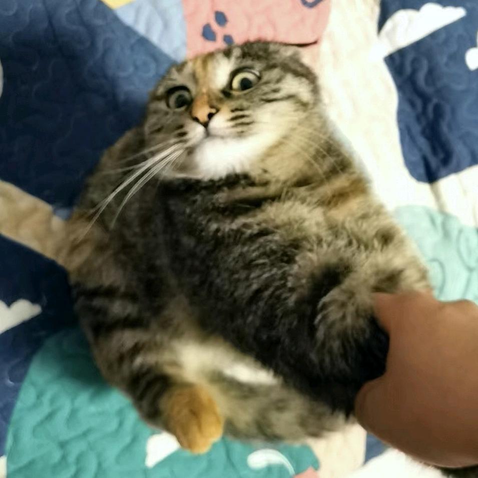 尾巴