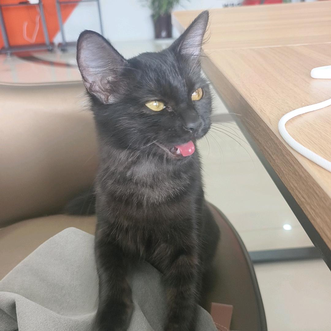王铲铲