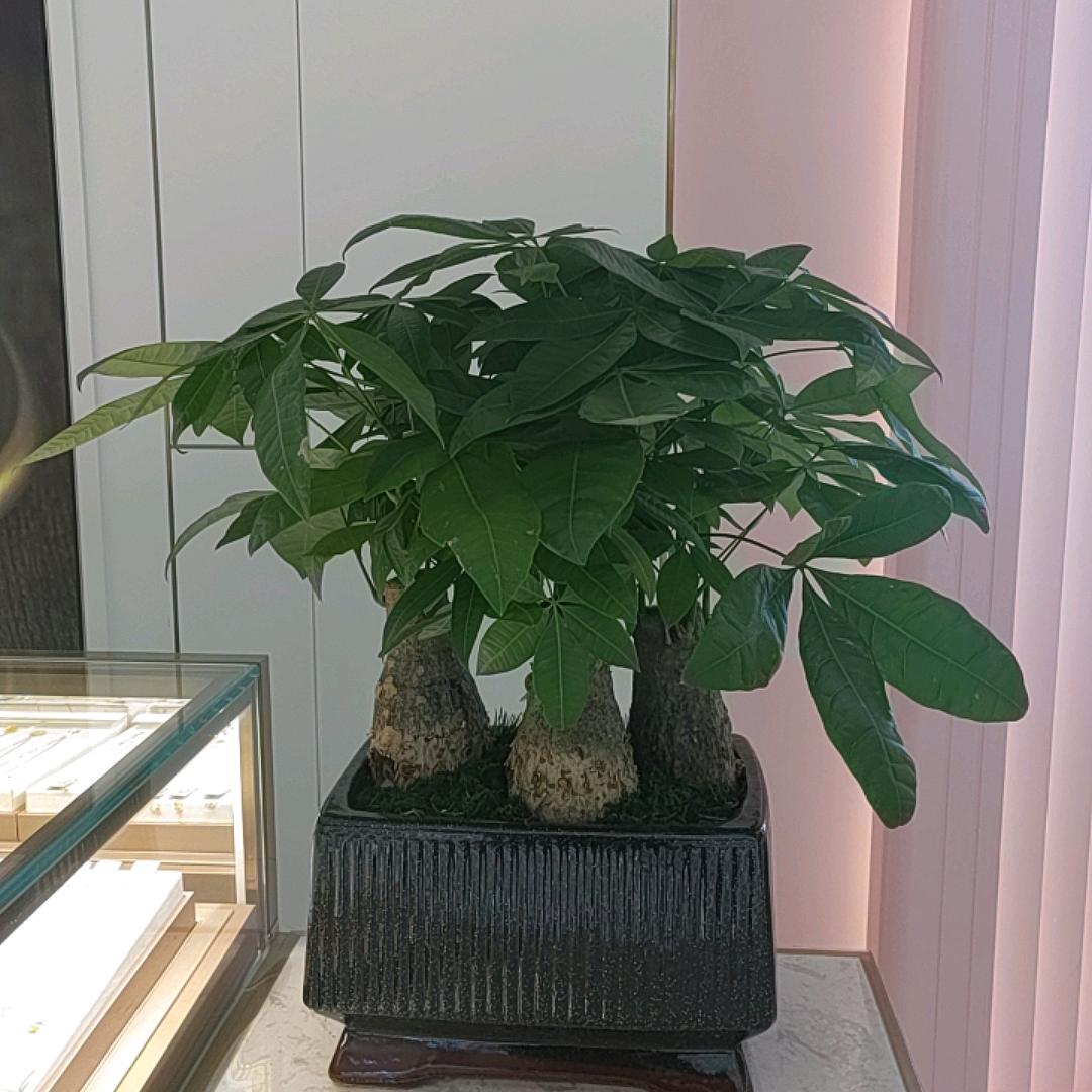 宏艺珠宝城感恩节活动开始啦