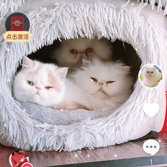 猫妈咪