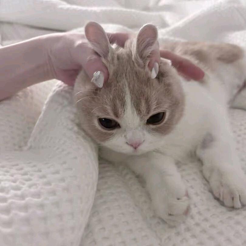 呕你酱