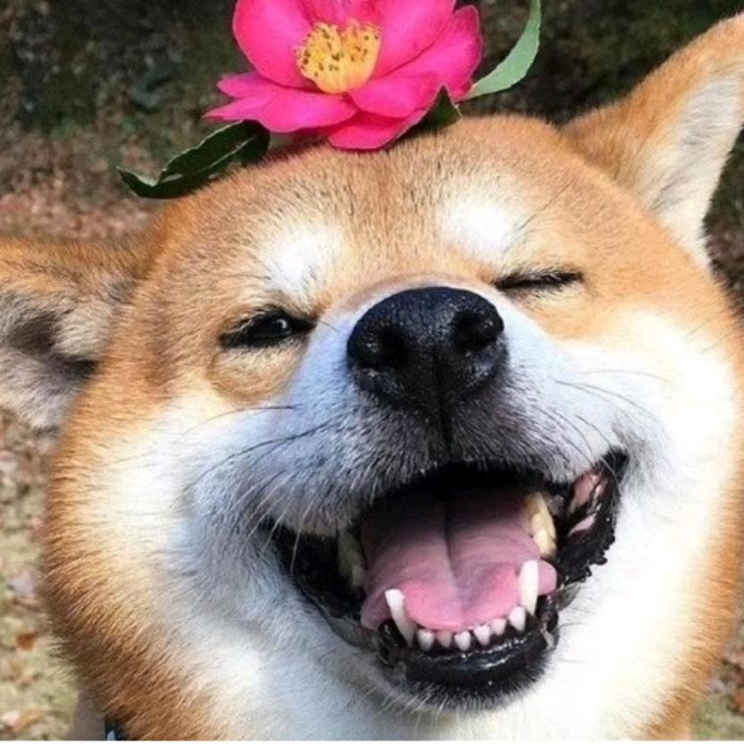 🌱小陈吖（彬彬同学）