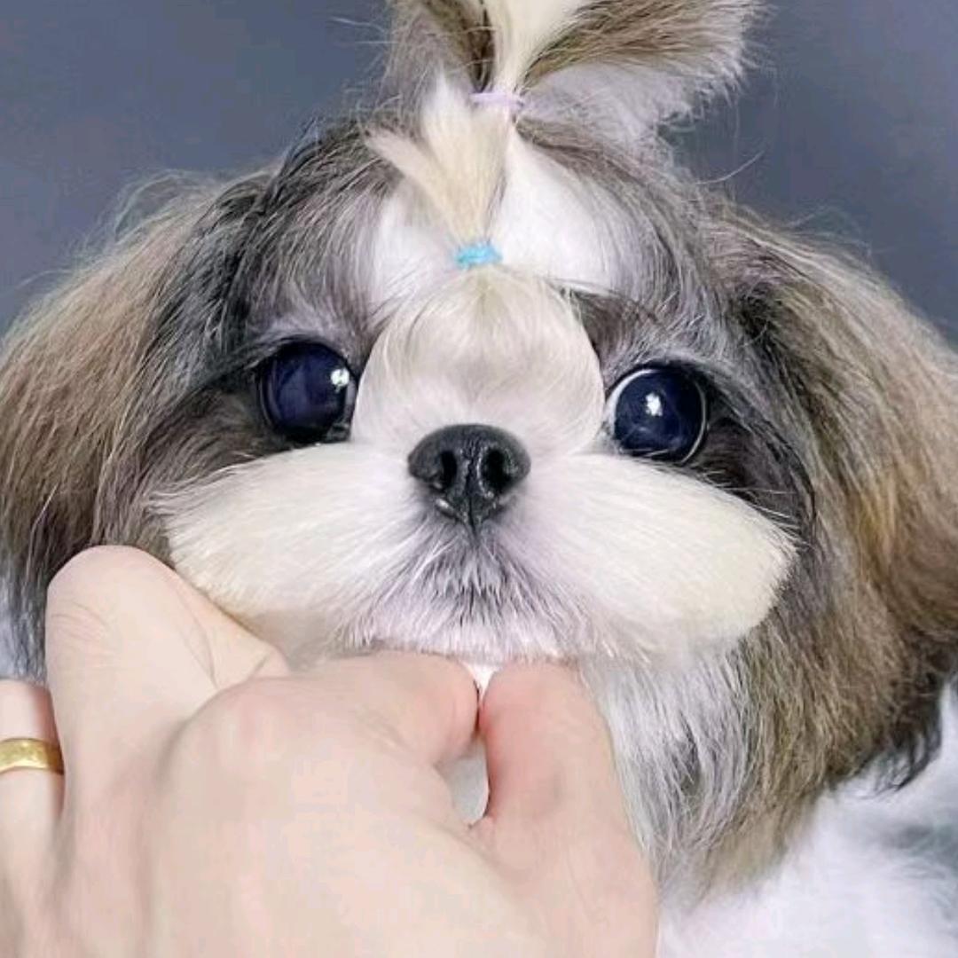 王大拿