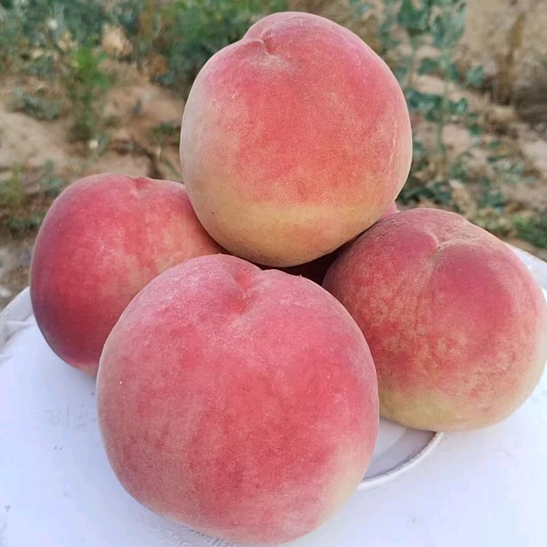 陈刚/水果玩家精品