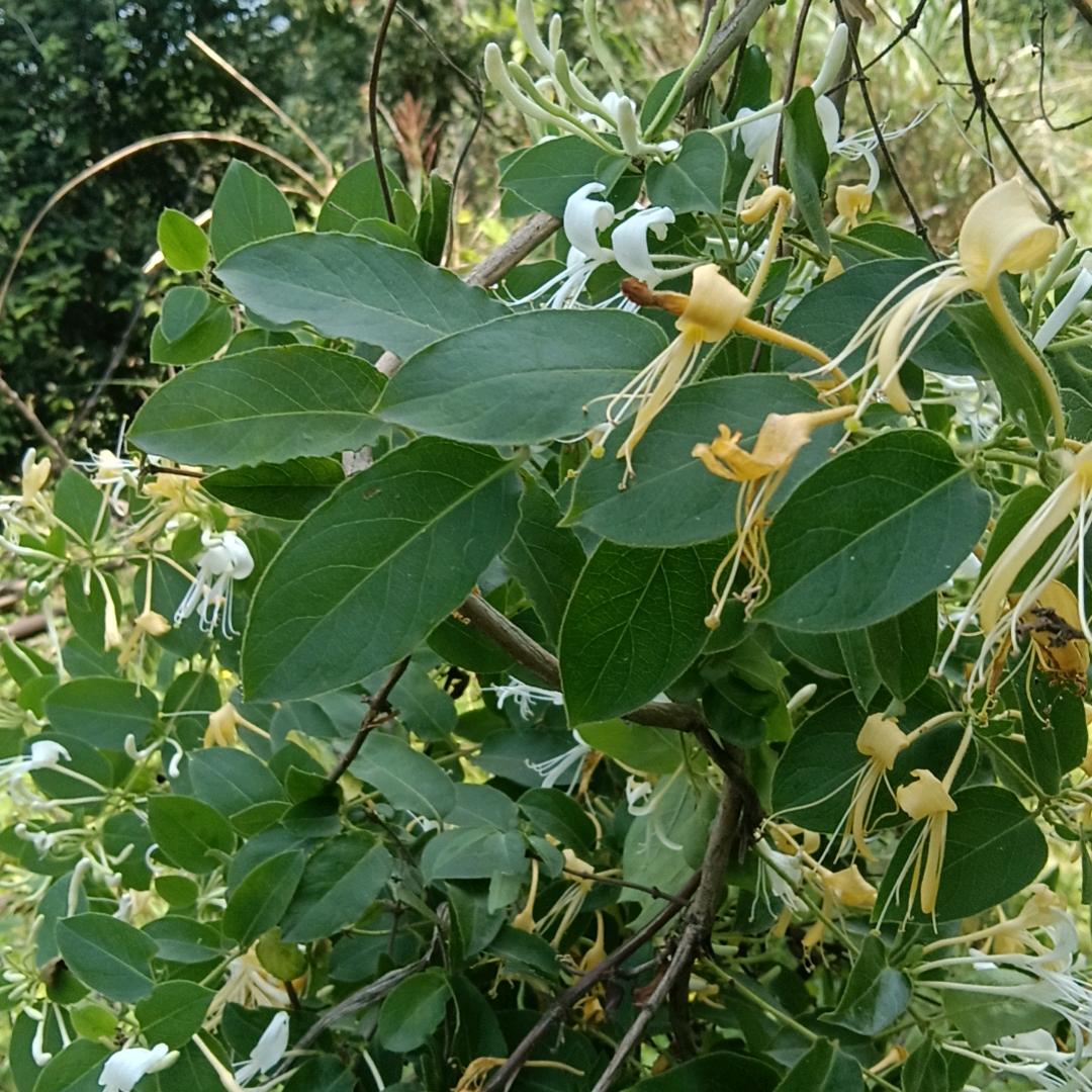 [桃花源]爸爸