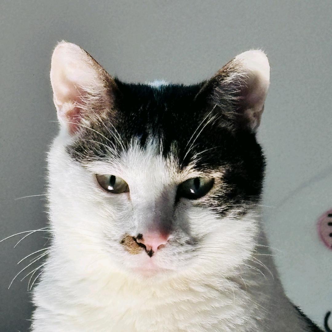 两喵主子的日常