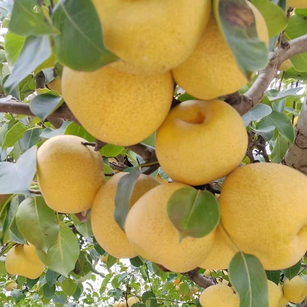 芦惠丰果蔬采购