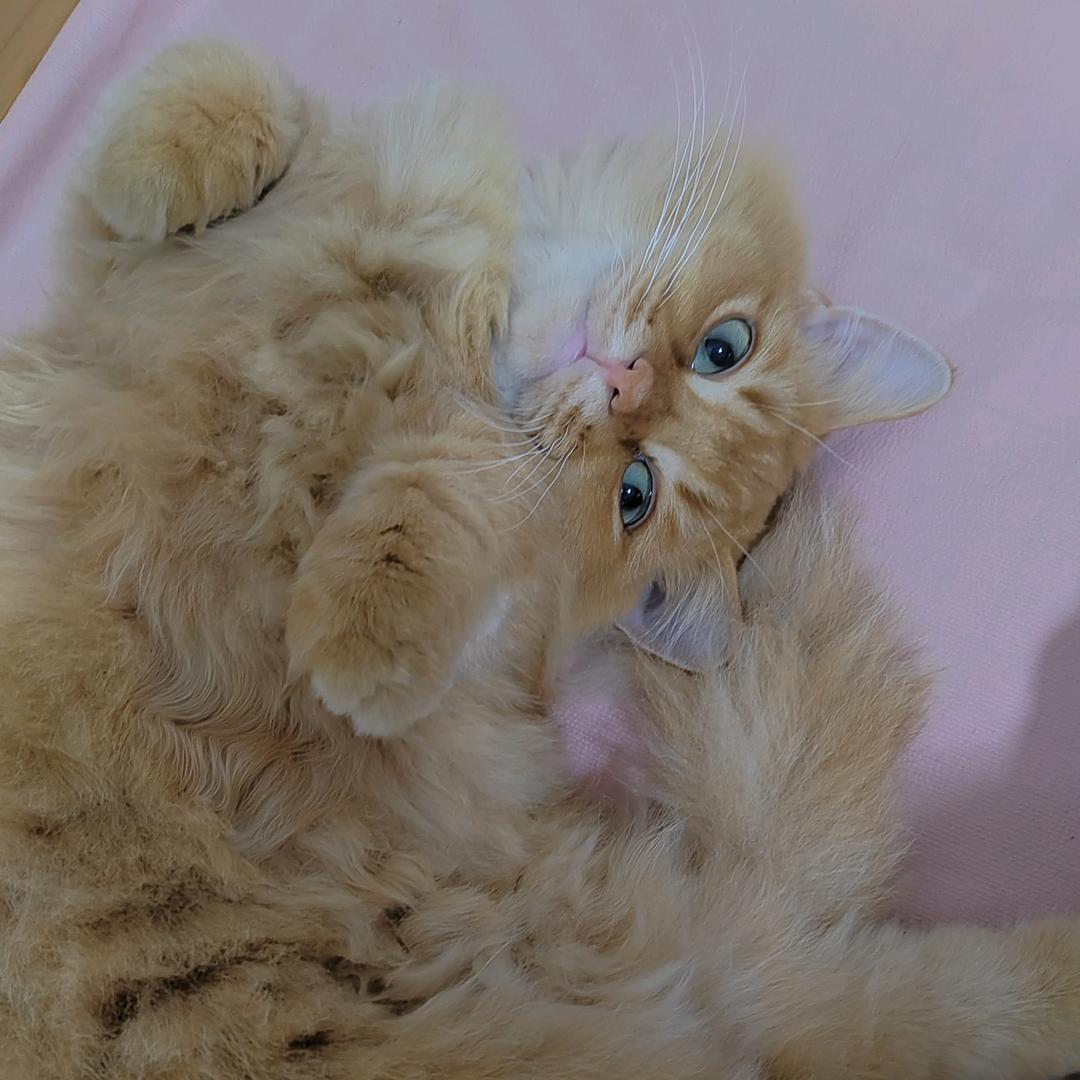 钦钦的屎尿屁日记